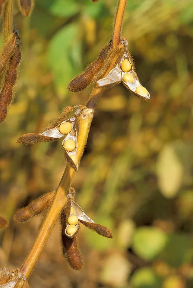 Soybean — Southern Highlands & Rift Valley, Tanzania
