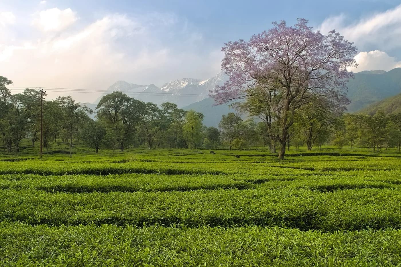 Tea — Southern Highlands — Mufindi, Tukuyu & Njombe