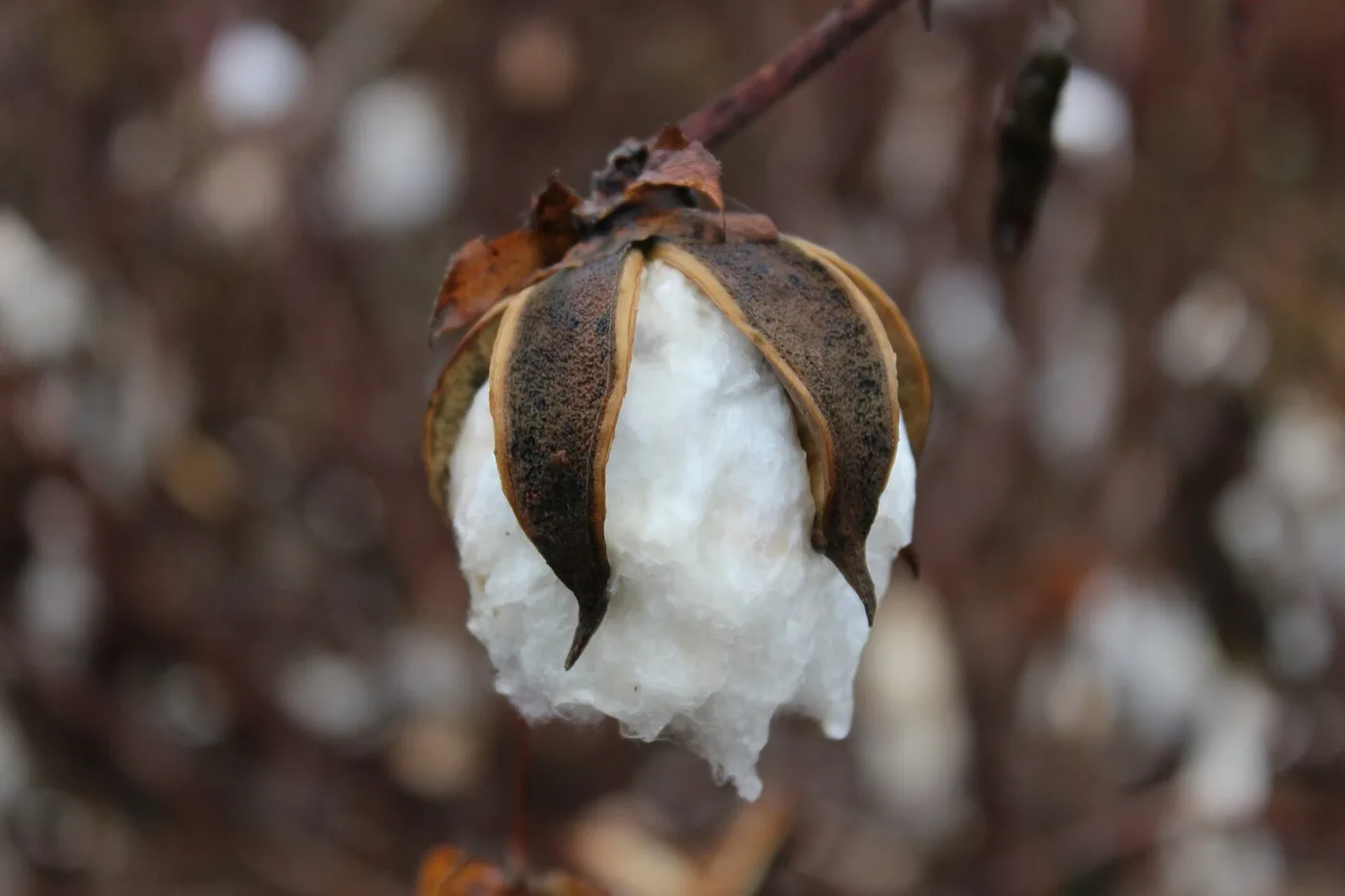 Cotton — Western Tanzania — Shinyanga, Mwanza & Mara