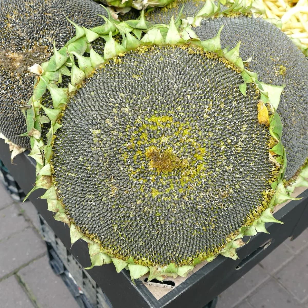 Sunflower Seeds — Northern Tanzania — Arusha & Manyara